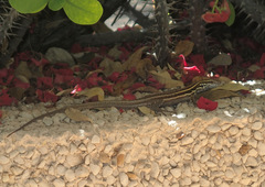 Gallotia caesaris gomerae