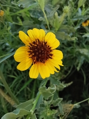 Helianthus laciniatus