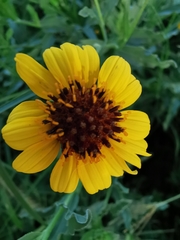 Helianthus laciniatus