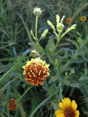 Helianthus laciniatus