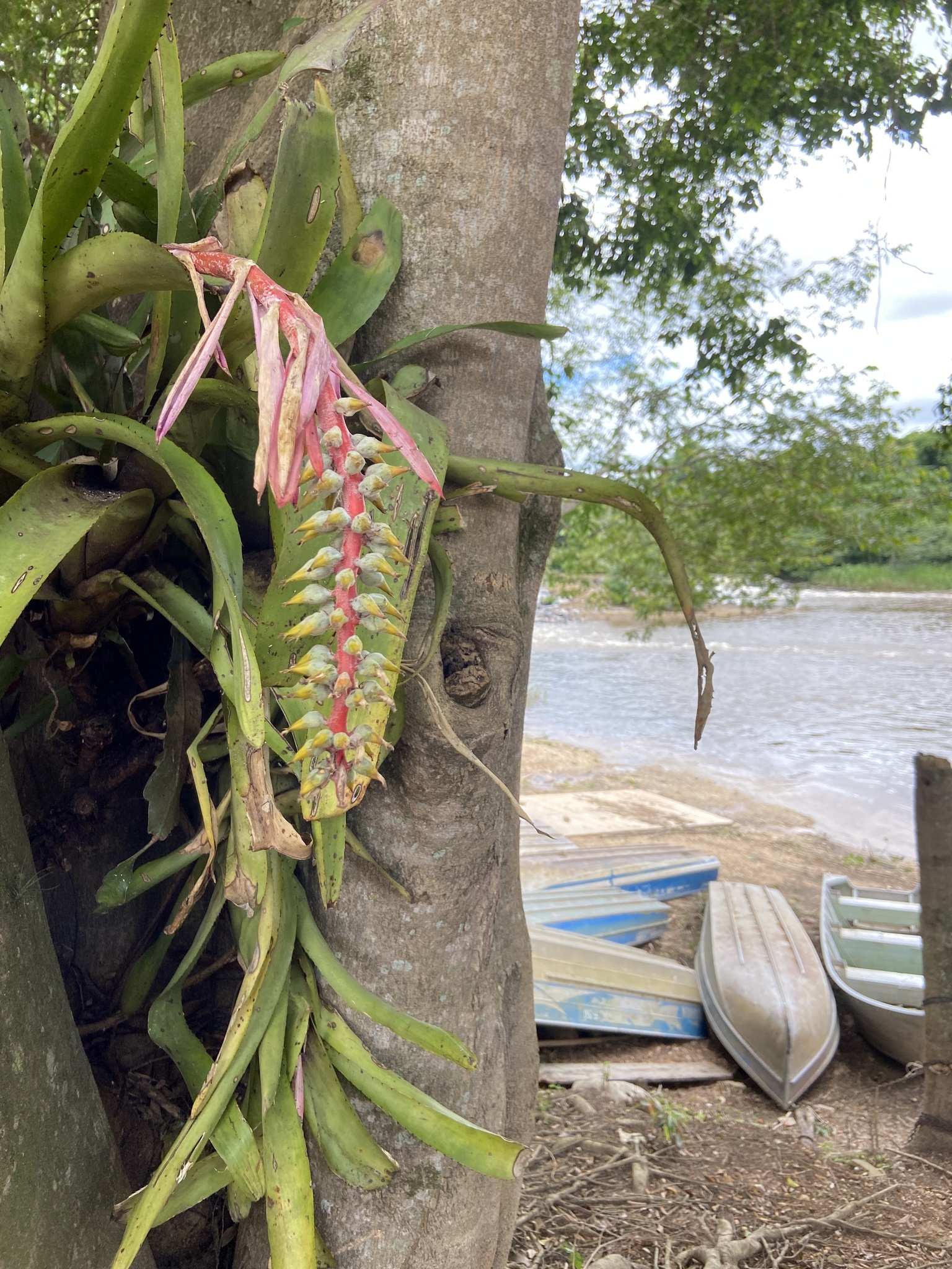 Aechmea nudicaulis