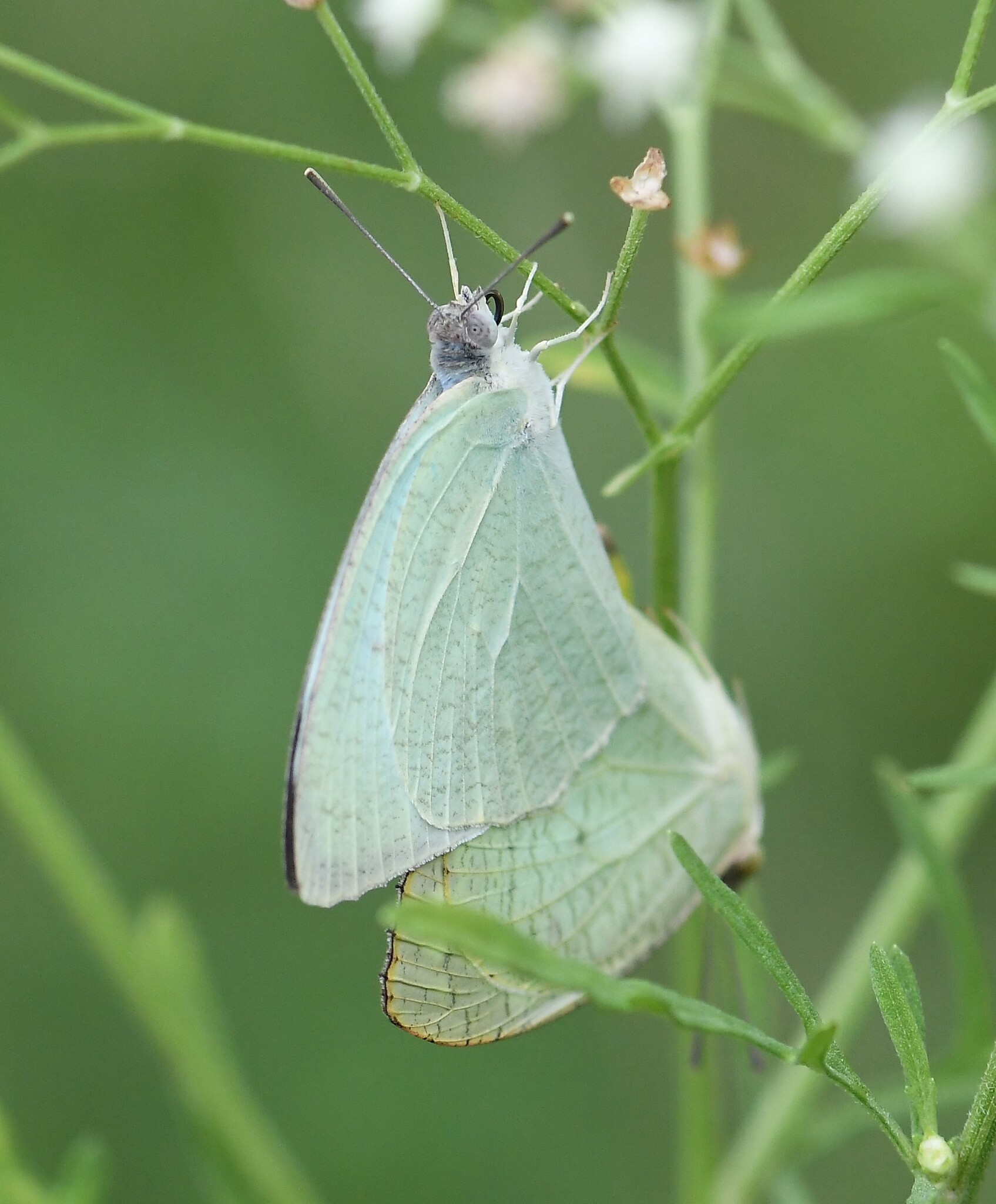 Mottled Emigrant