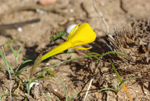 Narcissus obesus, photograph 5