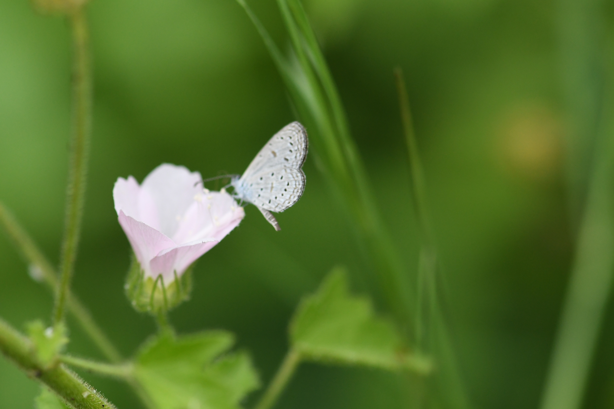 Tiny Grass Blue