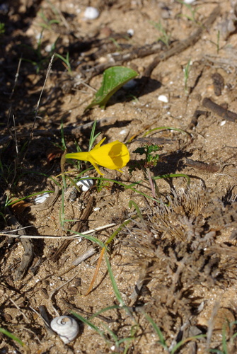 Narcissus obesus, photograph 6