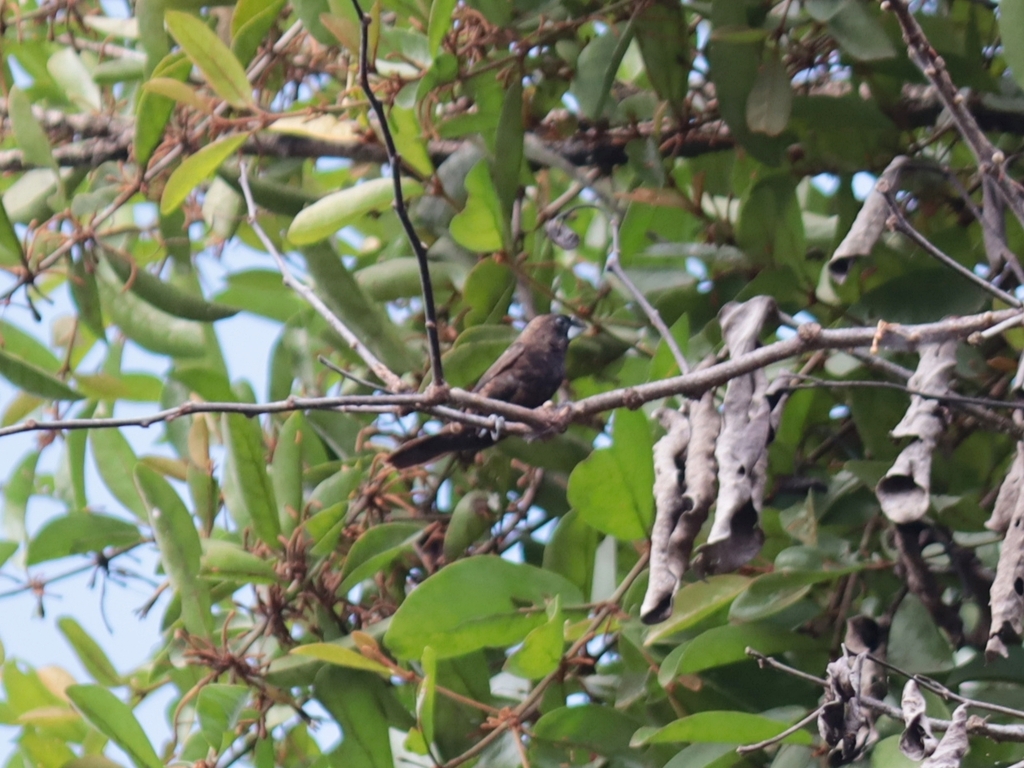 Dusky Munia (Lonchura fuscans)