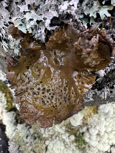 Lesser Rocktripe