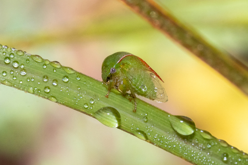 Three-cornered Alfalfa Hopper photo 5