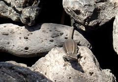 Gallotia caesaris gomerae