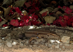 Gallotia caesaris gomerae