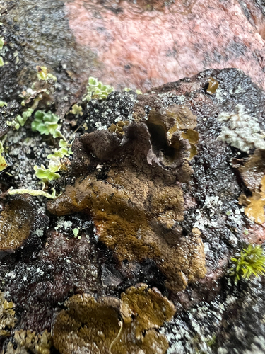 peppered rock tripe