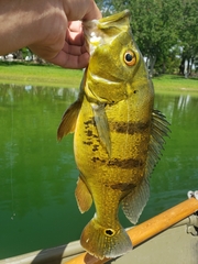 Cichla ocellaris