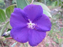 Pleroma candolleanum