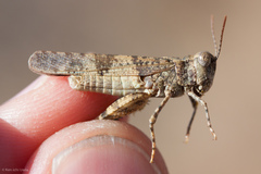 Trimerotropis occidentalis