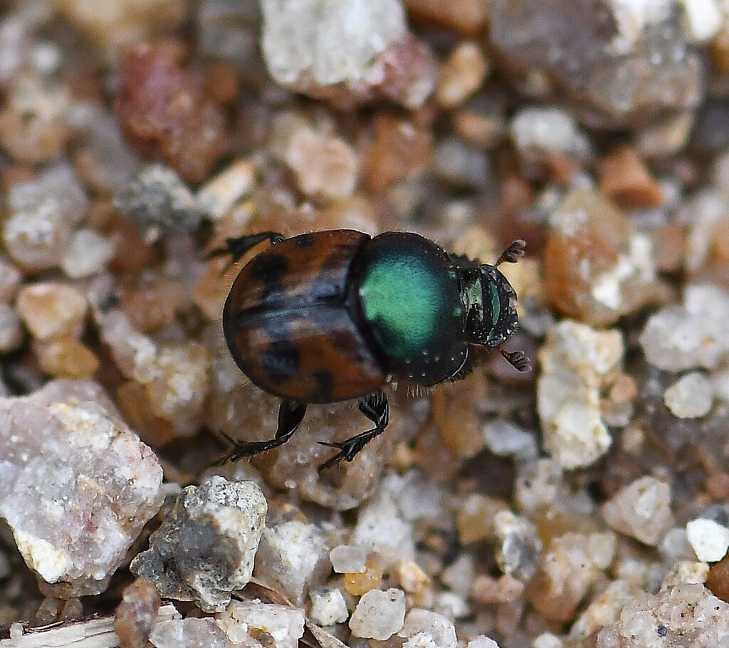 Onthophagus malabarensis