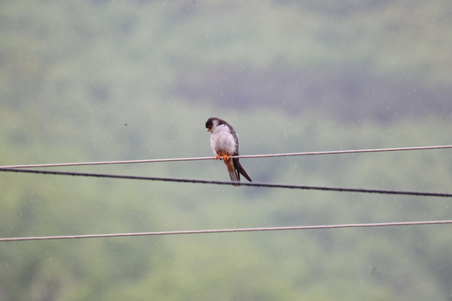 Amur Falcon
