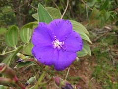 Pleroma candolleanum