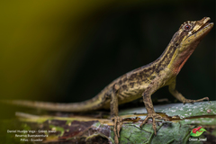 Anolis lyra