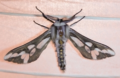 Thyretes hippotes