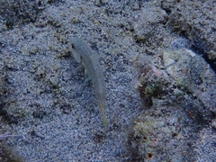 Mullus barbatus