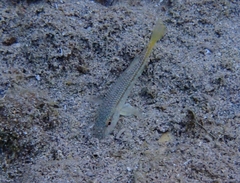 Mullus barbatus
