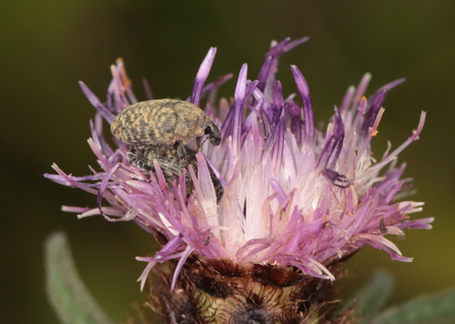 Blunt Knapweed Flower Weevil photo 4
