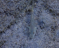 Mullus barbatus