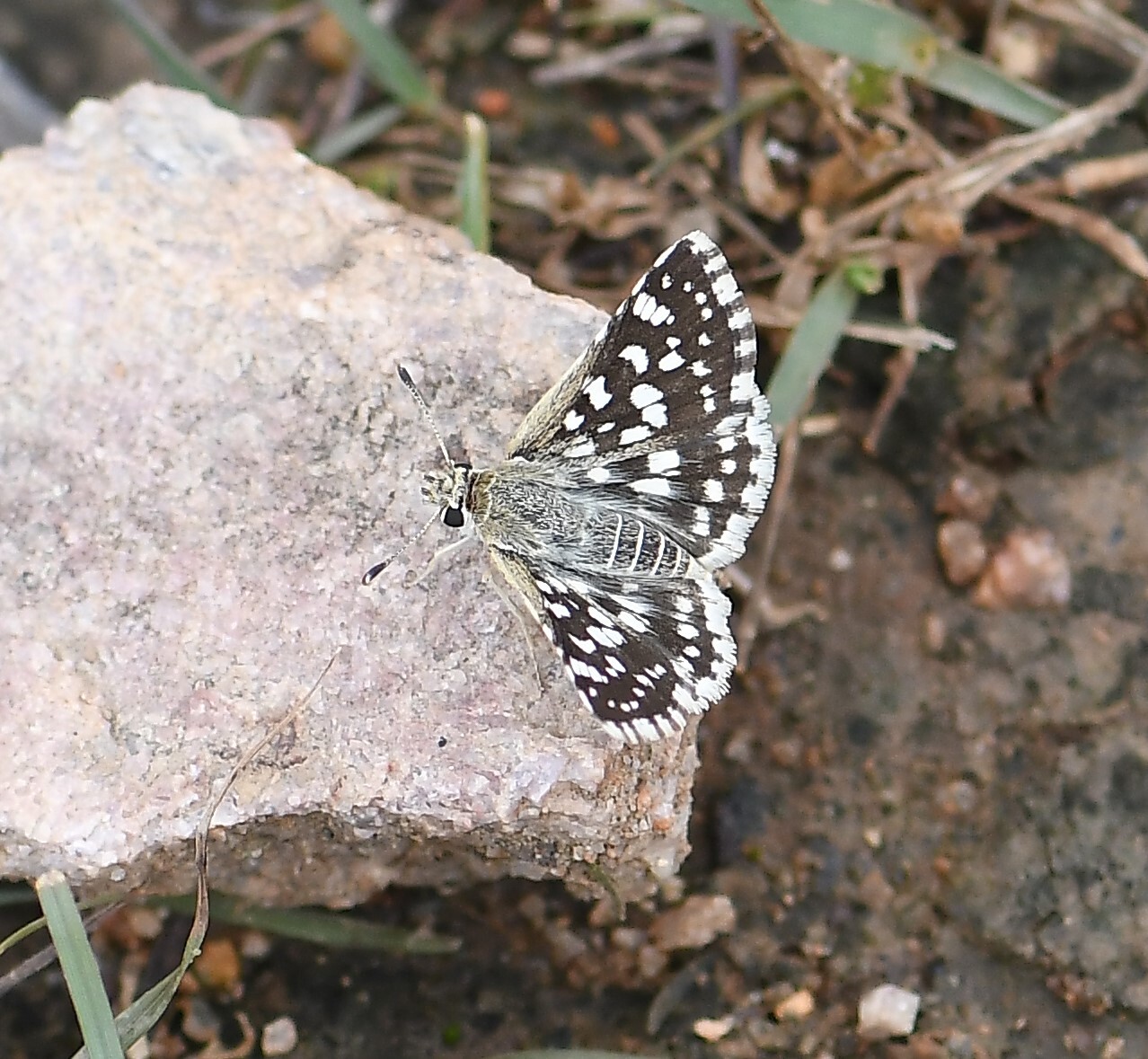 Asian Grizzled Skipper