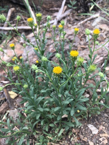 Erigeron petrophilus var. viscidulus