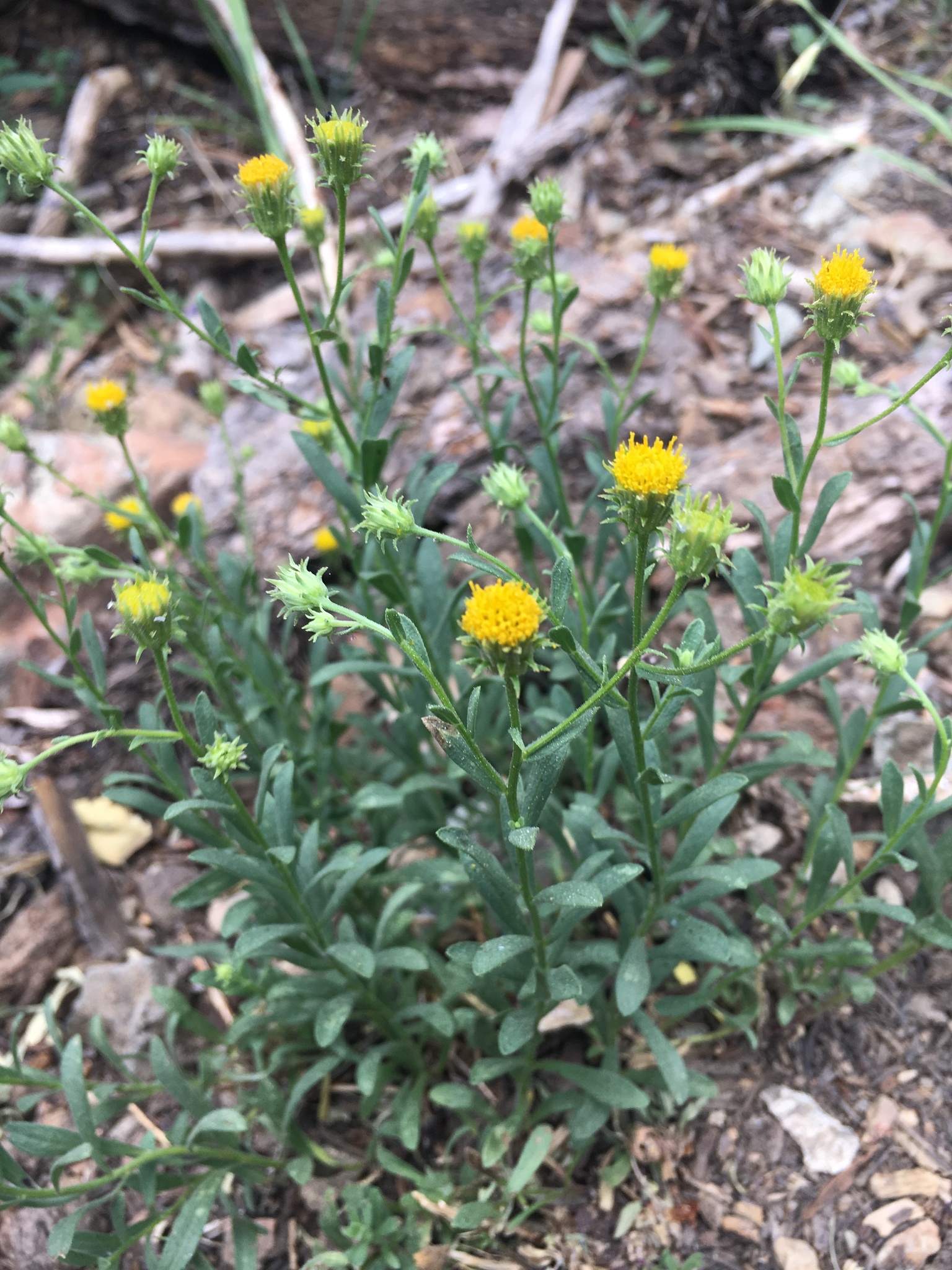 Erigeron petrophilus var. viscidulus
