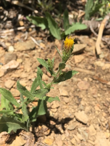 Hazardia whitneyi var. discoidea