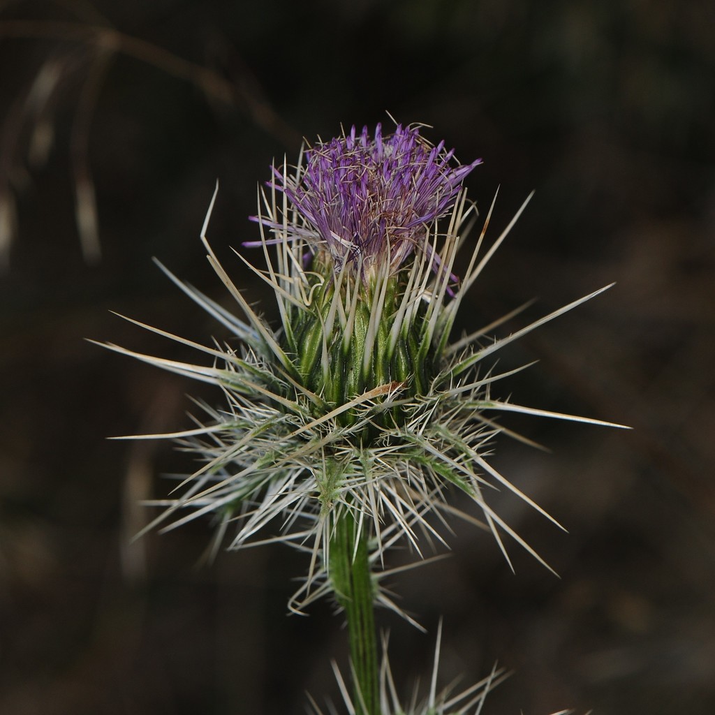 cardo mariano (Silybum marianum) · iNaturalist Mexico