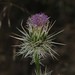 Eaton's Thistle - Photo (c) Jason M Crockwell, some rights reserved (CC BY-NC-ND), uploaded by Jason M Crockwell