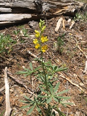 Lupinus croceus