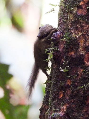 Black-eared Squirrel