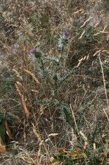 Cirsium eatonii clokeyi