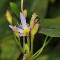 Primula fragrans