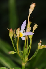 Primula fragrans