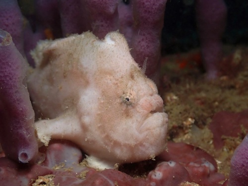 Spotfin frogfish (Antennatus nummifer) — Antennariidae — 4