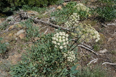 Angelica tomentosa