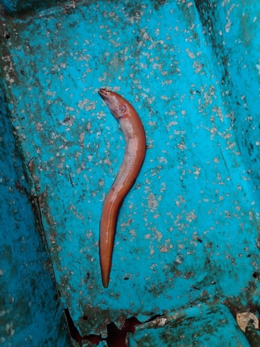 Blacktooth myroconger (Myroconger nigrodentatus) — Myrocongridae