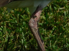 Eudocimus albus