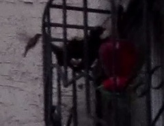 Saucerottia beryllina