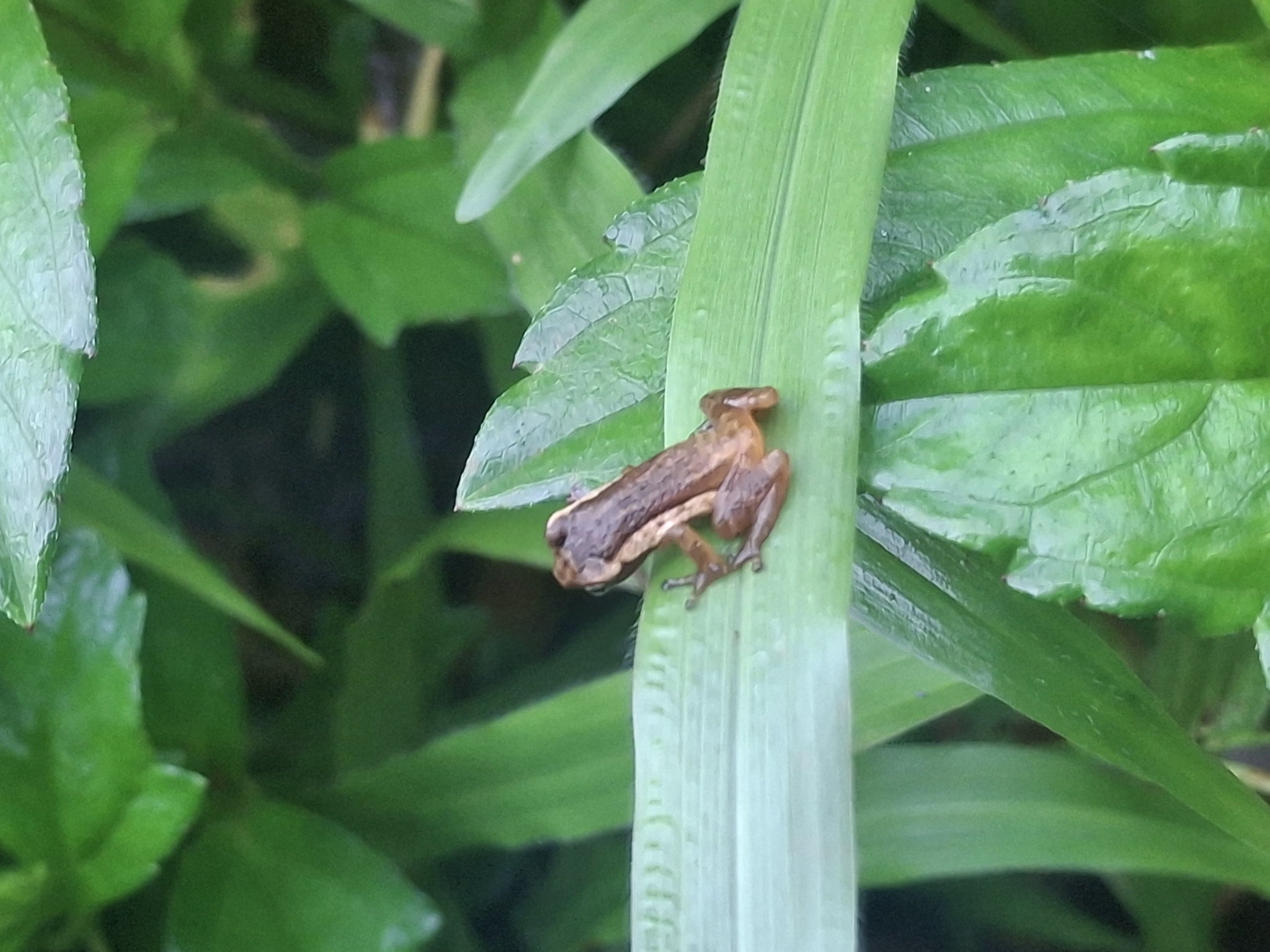 Reed Bush Frog
