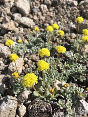 Eriogonum rosense