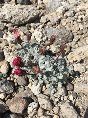 Chaenactis nevadensis