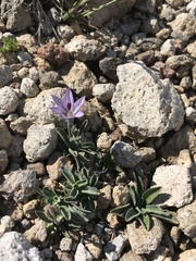 Campanula scabrella