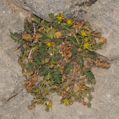 Ivesia jaegeri