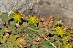 Ivesia jaegeri