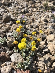 Eriogonum rosense